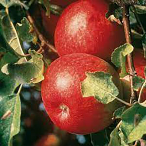 Red apples.