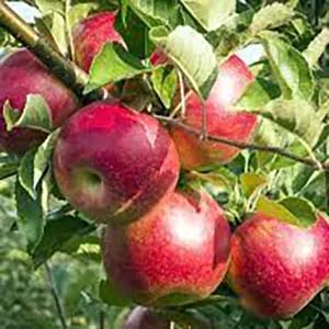 Red Apples.