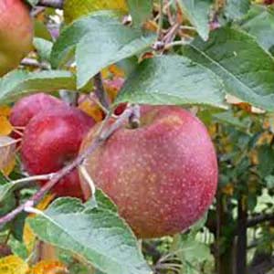 Winecrisp apple.