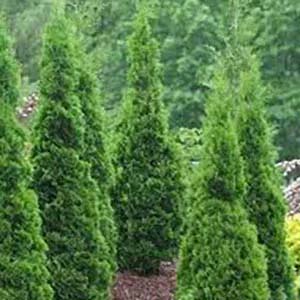 Arborvitae DeGroots Spire.