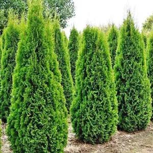 Arborvitae Emerald Green.