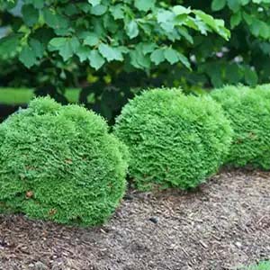 Arborvitae Tator Tot.