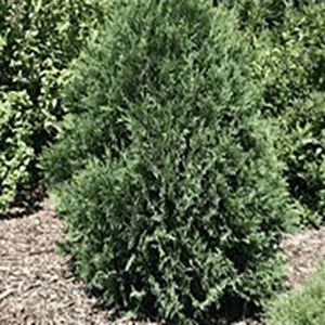 Arborvitae Technito