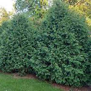 Arborvitae Techny.