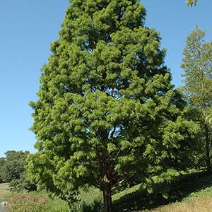 Cypress tree.