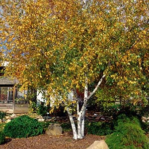 Birch tree in the fall.