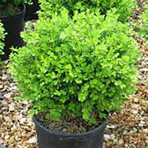 Boxwood.
