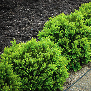 Boxwood Green Velvet.