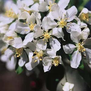White crabapple flowers.