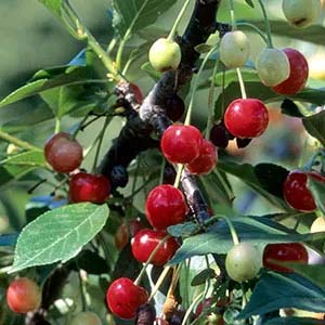 Cherries in a tree.