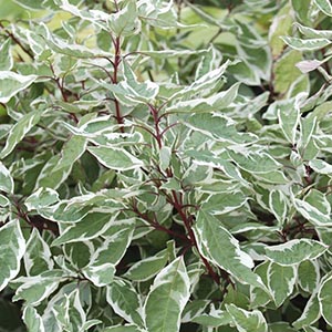 Variegated Dogwood.