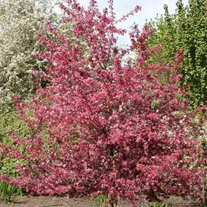 Pink, flowering crabapple tree.