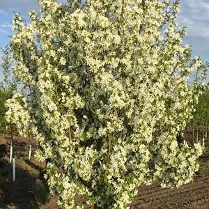 White, flowering crabapple tree.