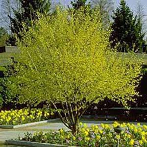 Dog wood tree.