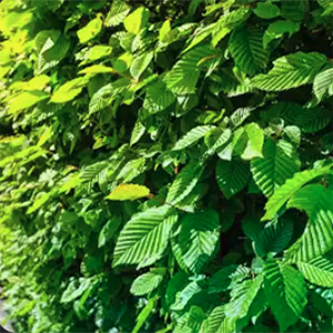 European hornbeam bush.