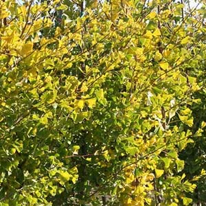 Goldspire tree.