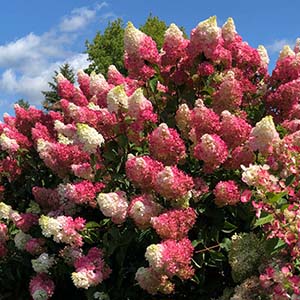 Berry White Hydrangea.