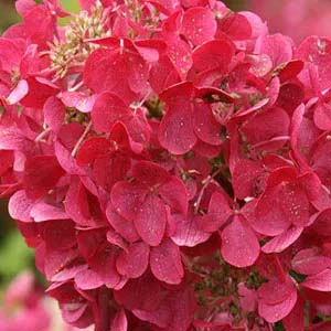 Red Hydrangea.