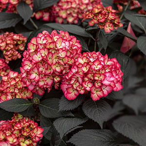 Eclipse Hydrangea.