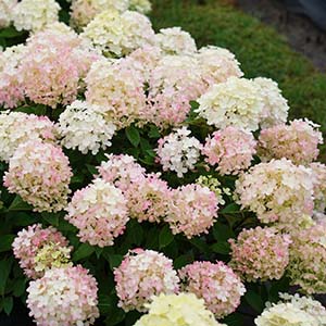 Fire Light Hydrangea.