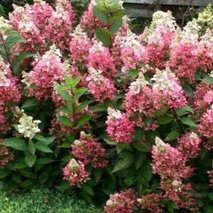 Lavalamp Hydrangea.