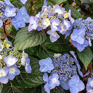 Pop Star Hydrangea.