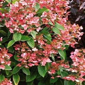 Quickfire Hydrangea.