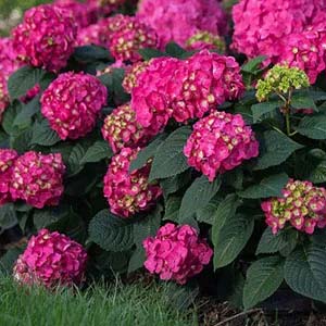 Pink Hydrangea.