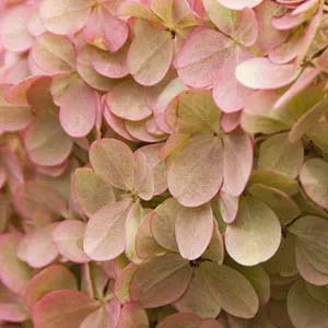 Vanilla Strawberry Hydrangea.