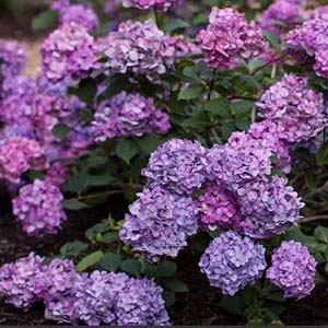 Bloom Struck Hydrangea.