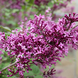 Lilac flowers.