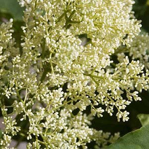 White Lilac.