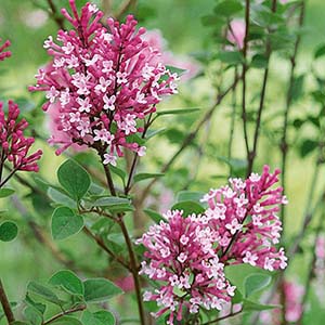 Tinkerbelle Lilacs.