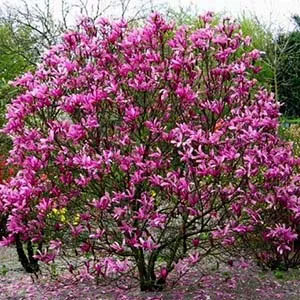 Susan Magnolia.