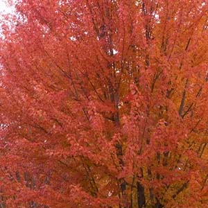 Autumn blaze Maple.