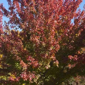 Firefall maple.