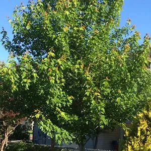 Maple tree.