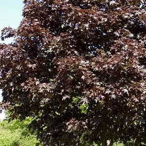 Dark Maple tree.
