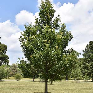 Oak tree.