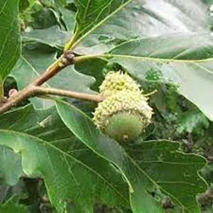 Acorn in a tree.