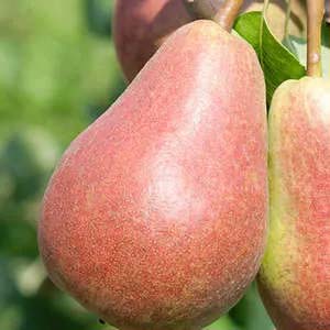 Red pear.