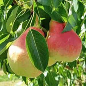 Summercrisp pear.