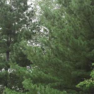 Pine.