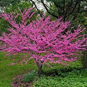 Redbud tree.