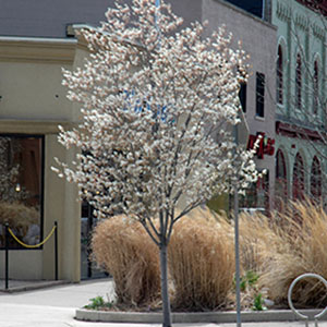 Serviceberry tree.