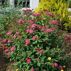 Spirea bush.