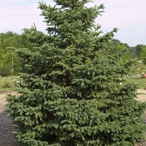 Black Hills Spruce.