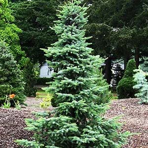 Spruce tree.