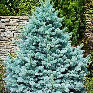 Colorado Blue Spruce.