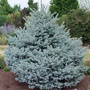 Montgomery spruce.